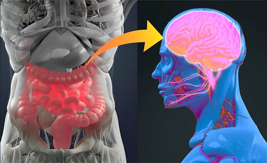 L’asse intestino-cervello per il benessere in immersione: il microbiota
